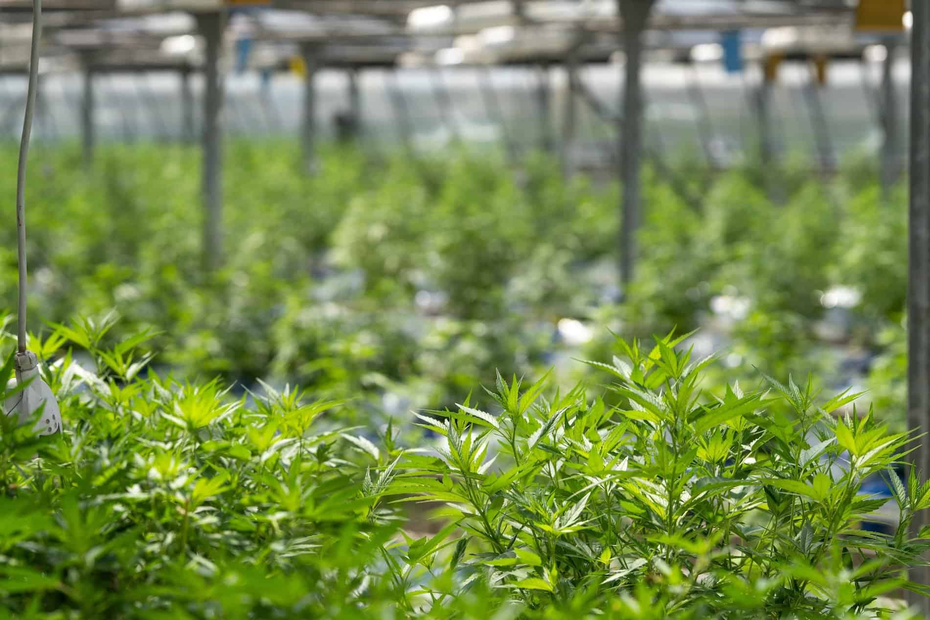 field of cannabis plants in greenhouse, Utah cannabis school