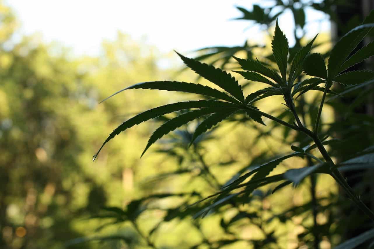 cannabis plant focused in, Virginia cannabis university