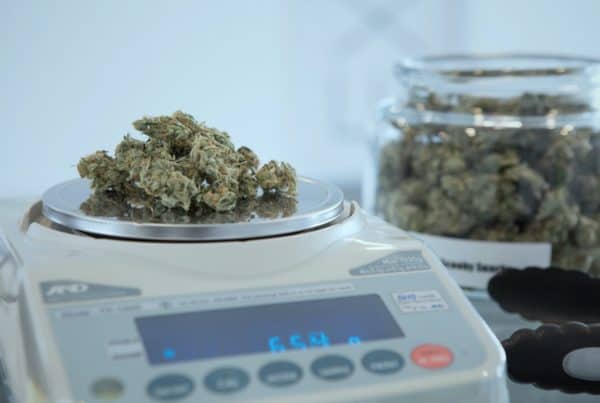 cannabis buds on scale, budtender job duties