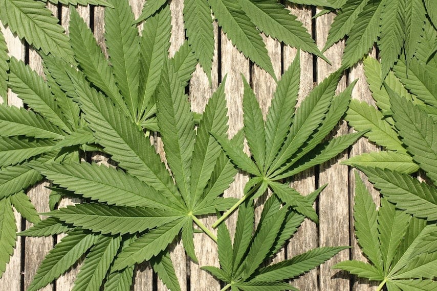 green cannabis leaves on wood, North Carolina cannabis college