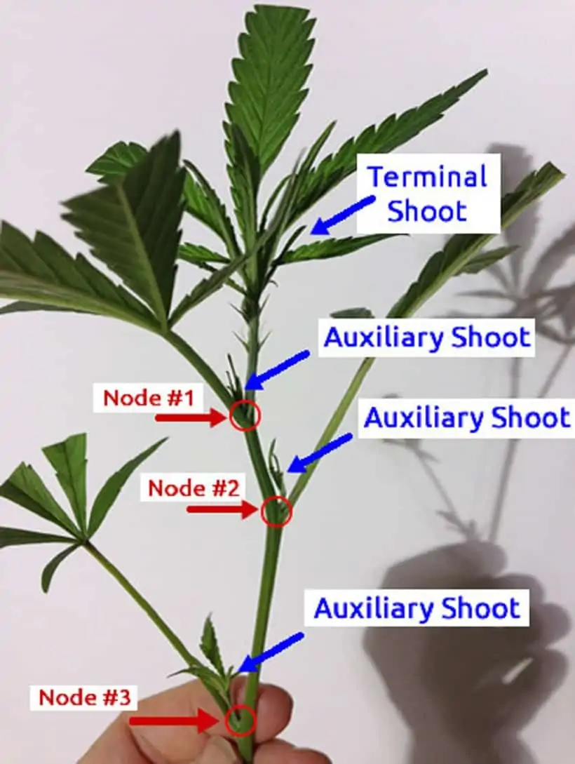 How Cloned Cannabis is Made At Home 1 How Cloned Marijuana is Made At Home. Marijuana plant diagram.