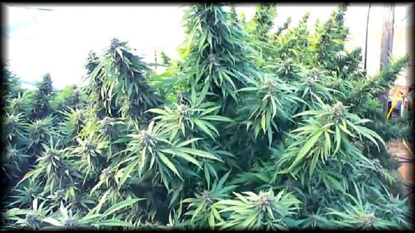 How to Grow Enormous Cannabis Plants
