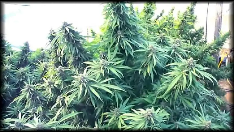 How to Grow Enormous Cannabis Plants