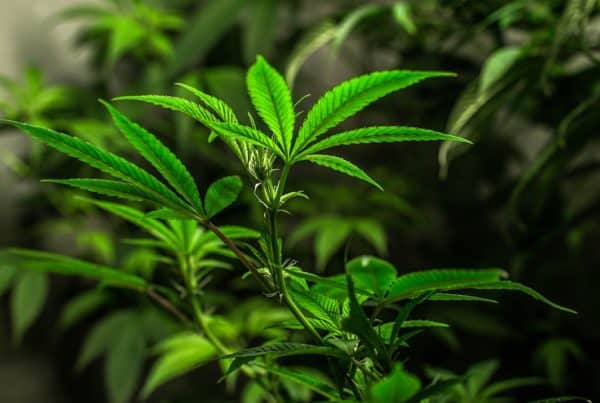 green cannabis plants, North Korea cannabis college