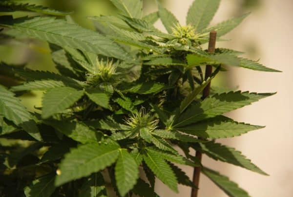 marijuana plants flowering, South Africa marijuana school