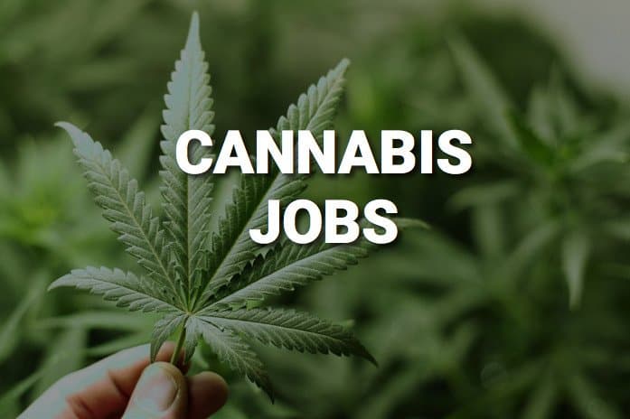 Best States to Find Cannabis Jobs