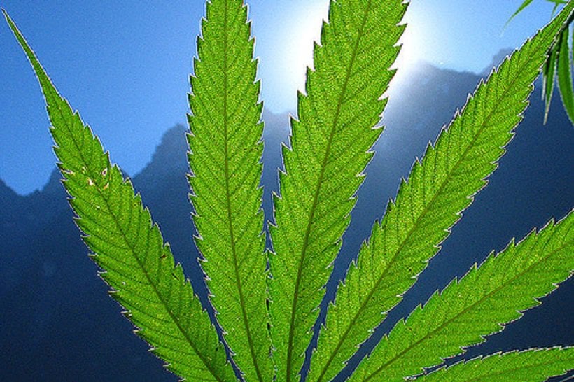 Cannabis Leaves