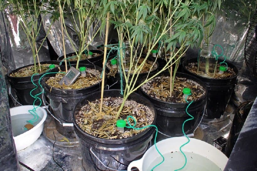 The Proper Way To Flush Cannabis Plants