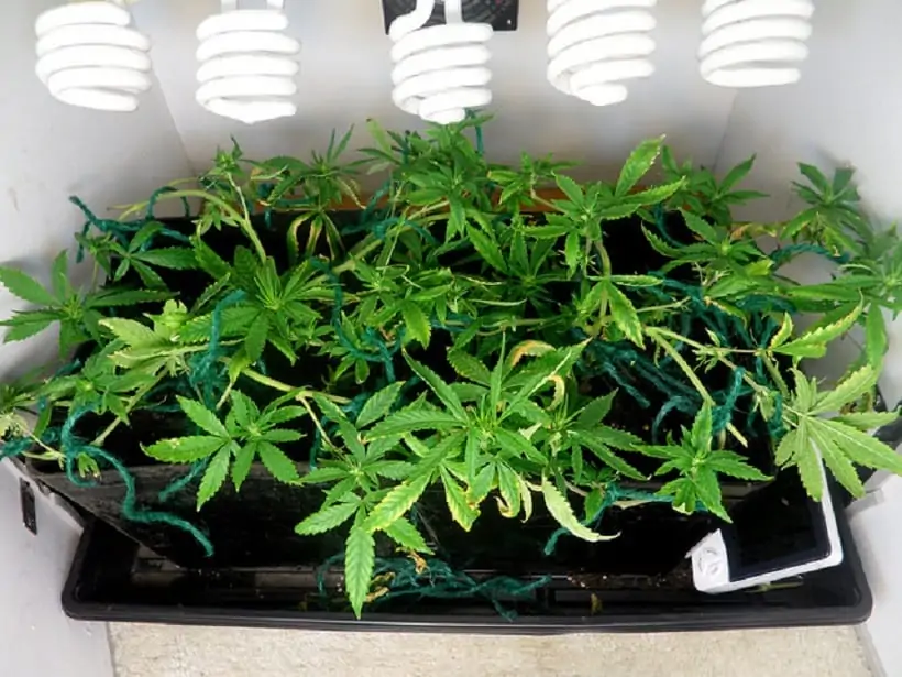 Marijuana Seeds