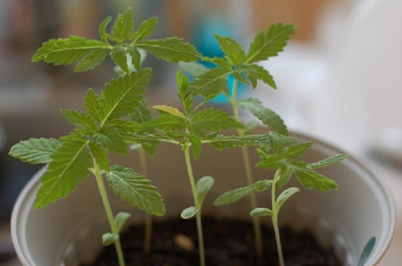 How to Legally Grow Pot Plants in Your Home. Weed plants in a cup.