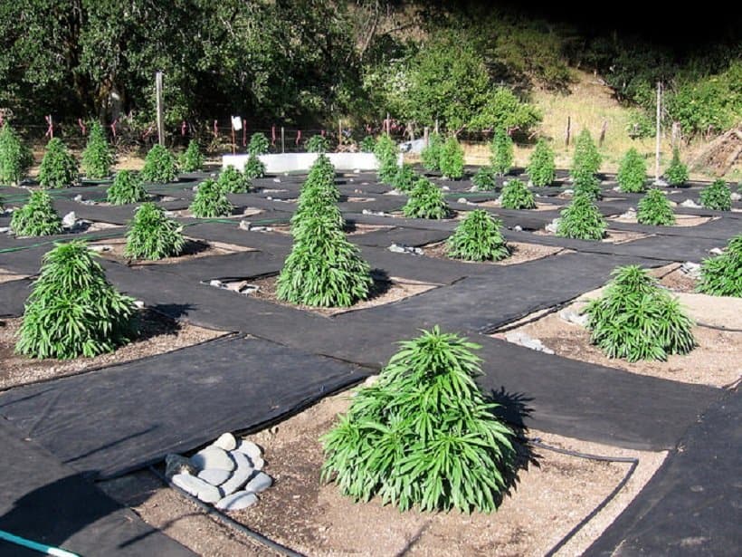 Grow Marijuana