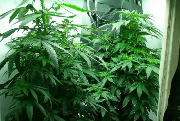 cannabis plants in a closet, how to grow weed in a closet