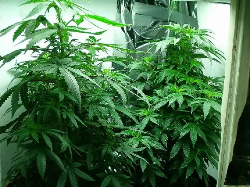 How to Grow Weed in A Closet