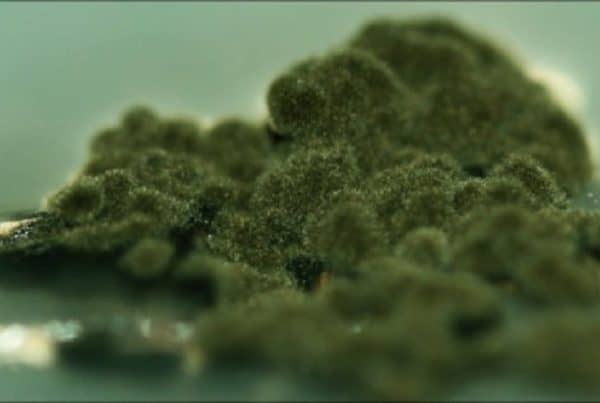 Pile of cannabis flower, marijuana mold