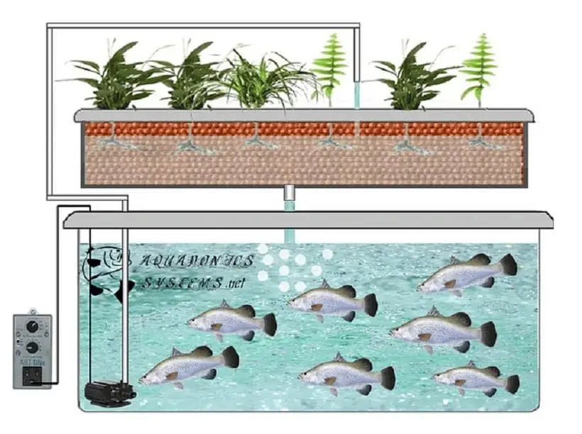 How to Grow Cannabis With An Aquaponic System
