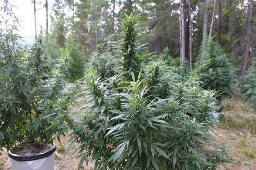 Marijuana Plants