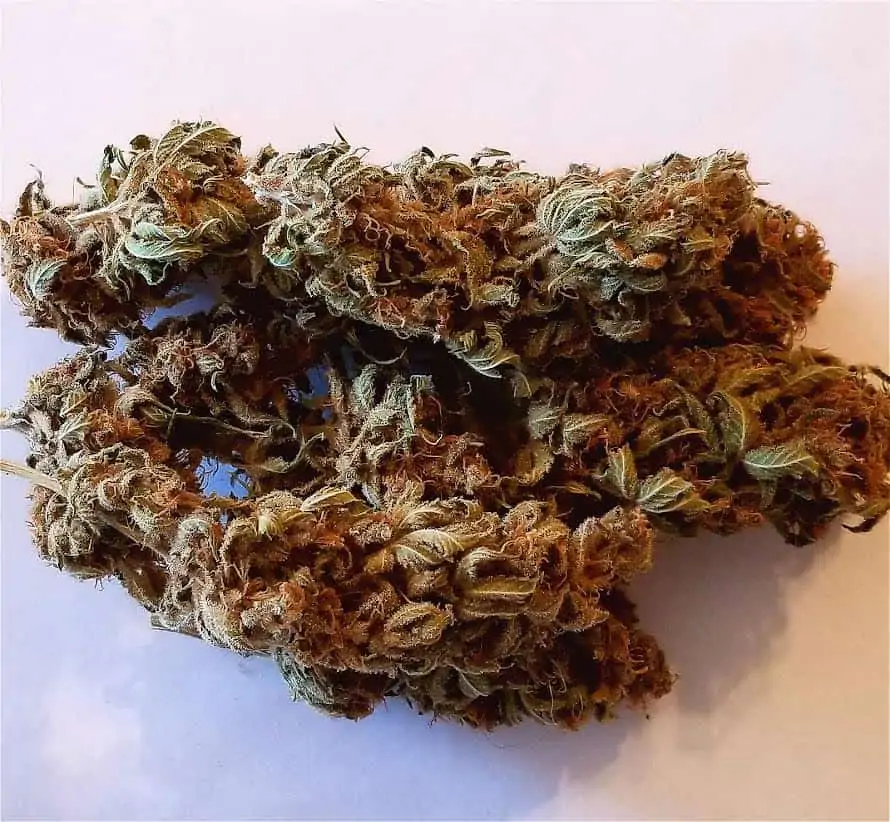 cannabis bud on purplish table, ak-47 strain