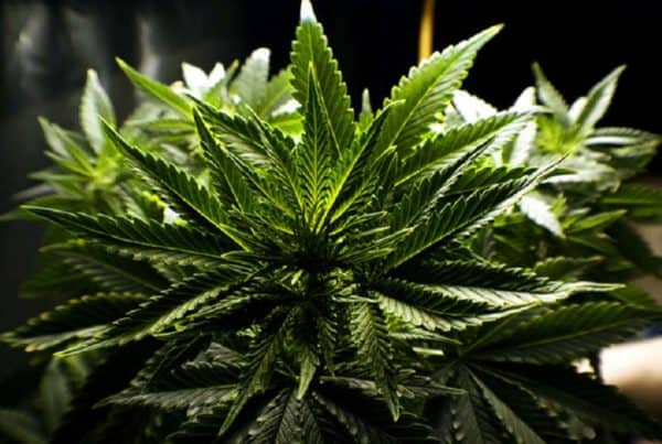 How Marijuana Plants Are Pollinated. Green pot plant.