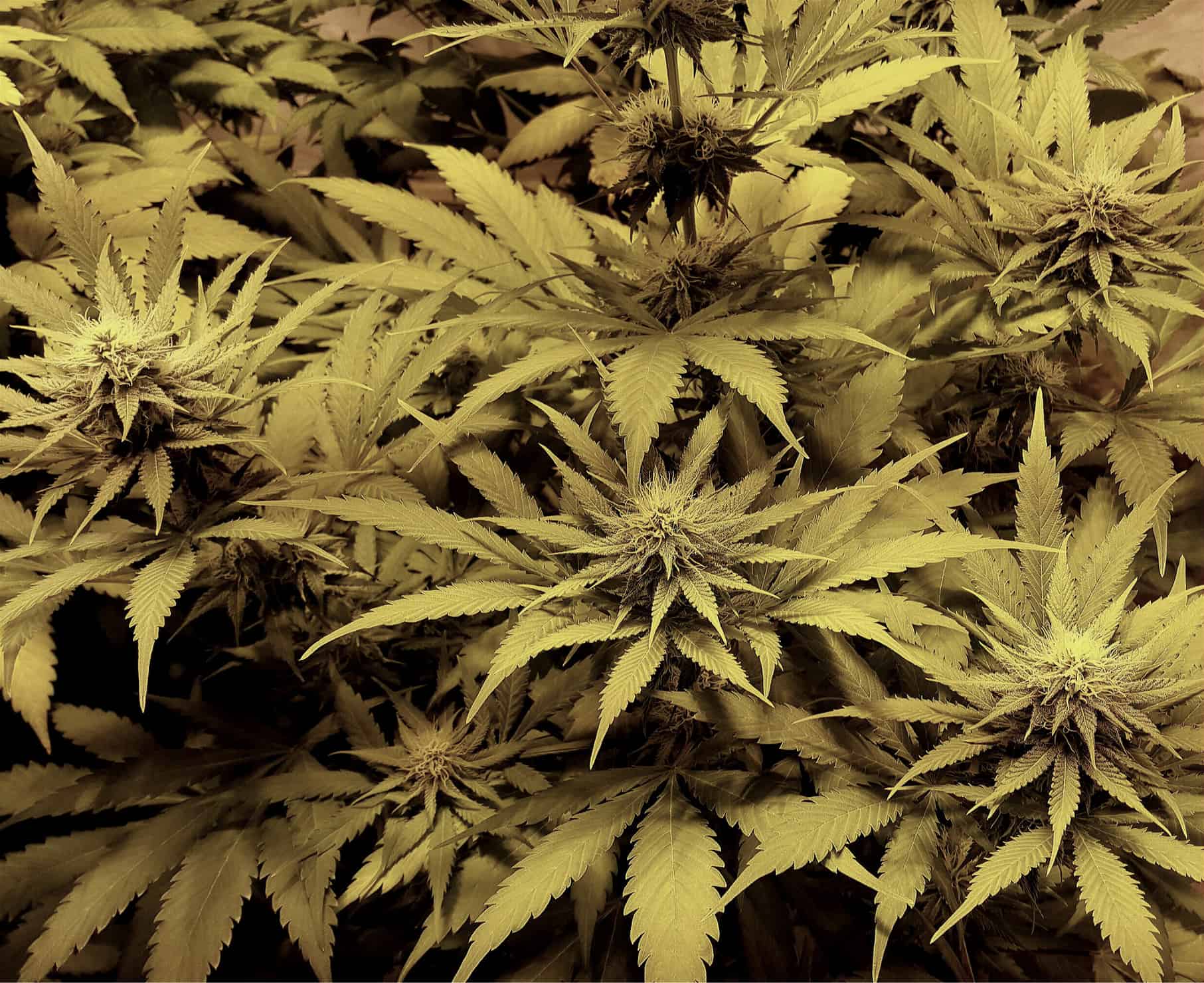 White Widow Cultivation and Controversy