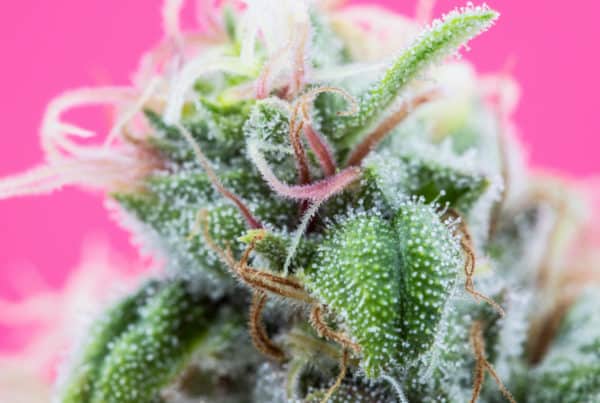 close up of trichomes on cannabis plant, bubblegum strain