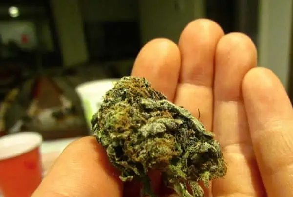 Assess Weed Quality. Cannabis bud in a hand.
