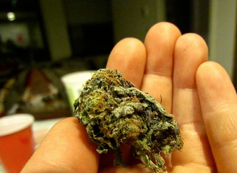 Assess Weed Quality. Cannabis bud in a hand.
