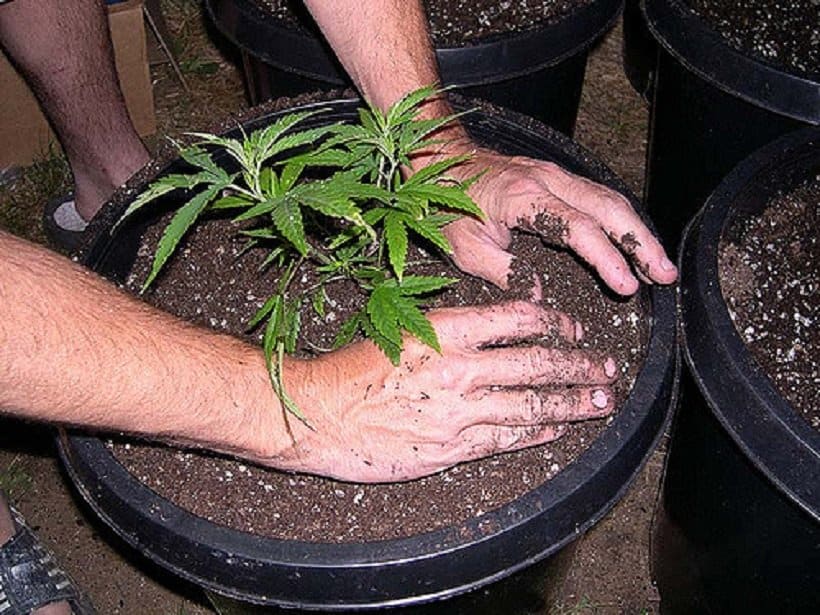 Transplant Marijuana Plants