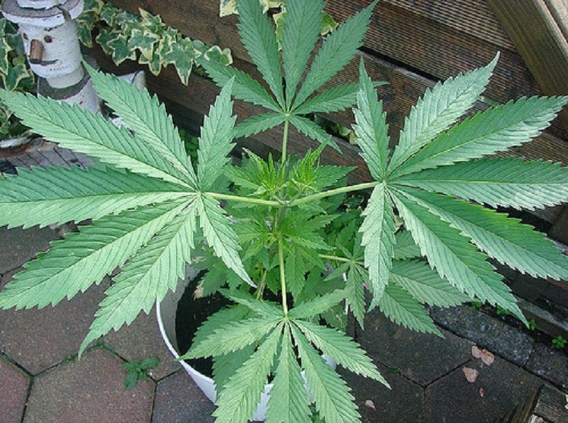 Marijuana Consumption