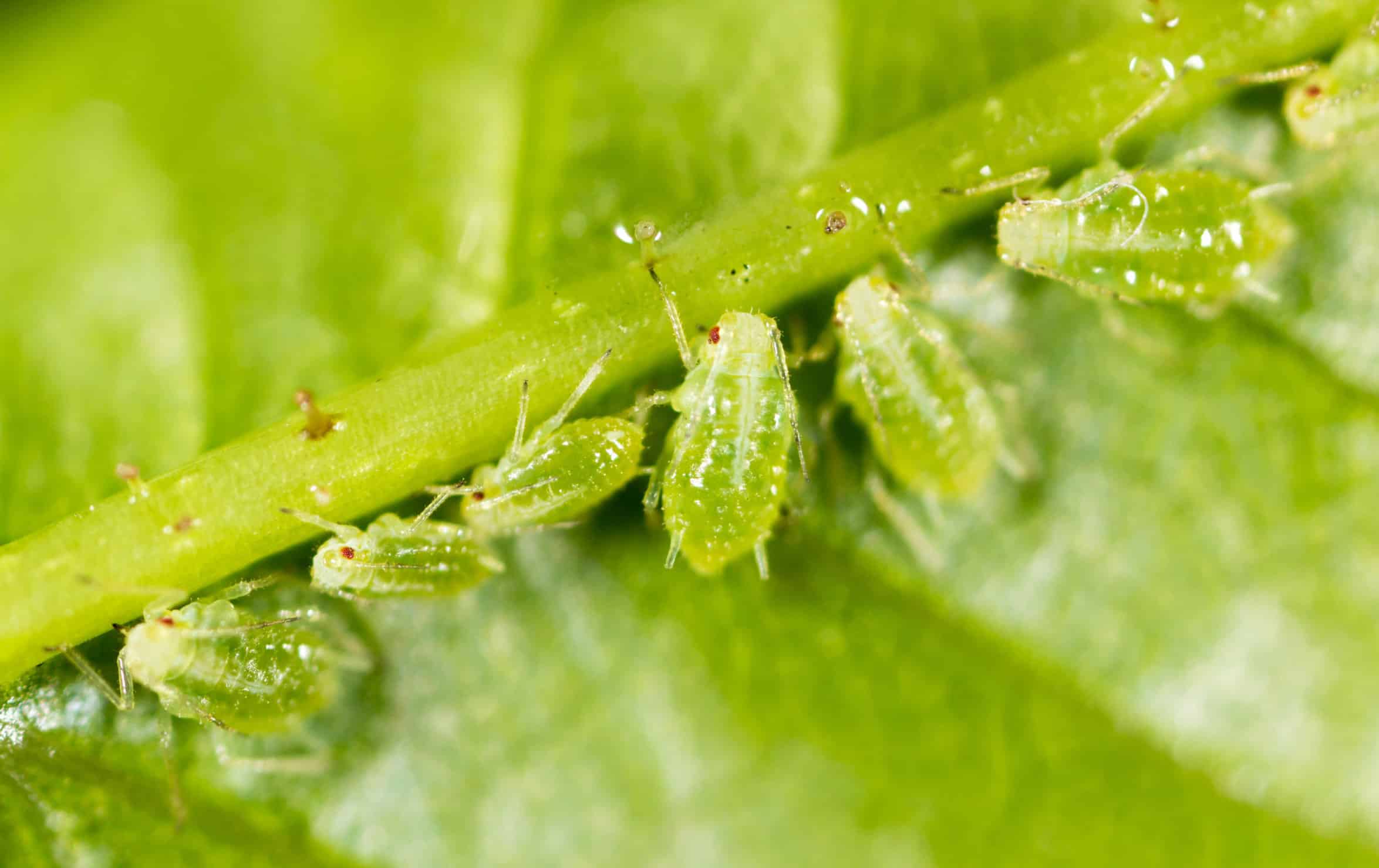 How To Prevent And Handle Aphids on Marijuana Plants