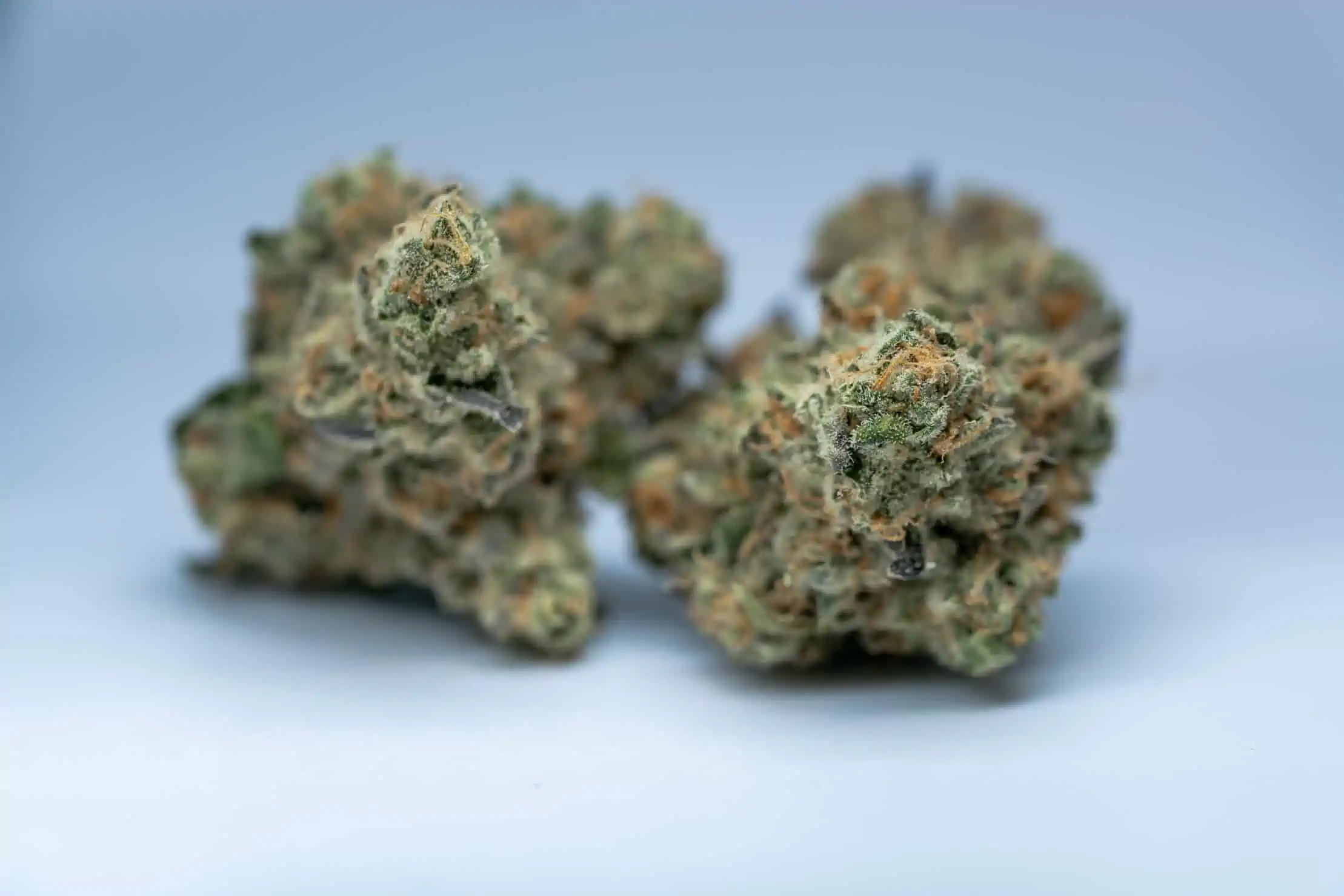 Durban Poison Weed Strain Review & Information