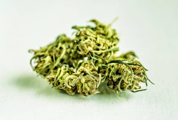 marijuana bud isolated on white, pineapple punch strain