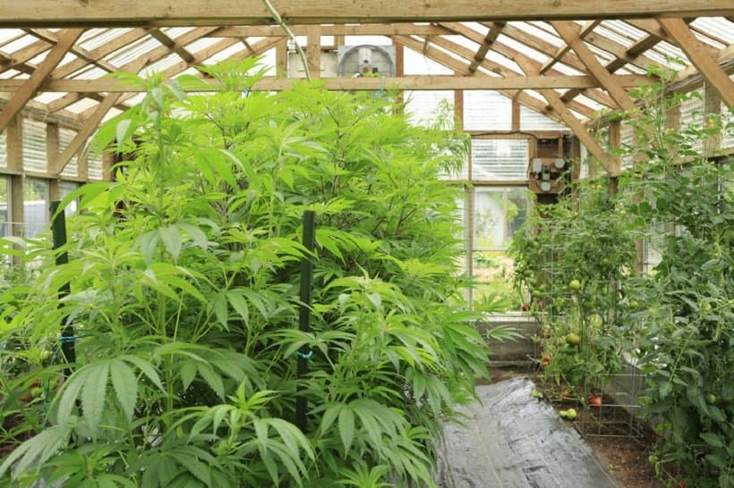 How to Become a Master Cannabis Grower