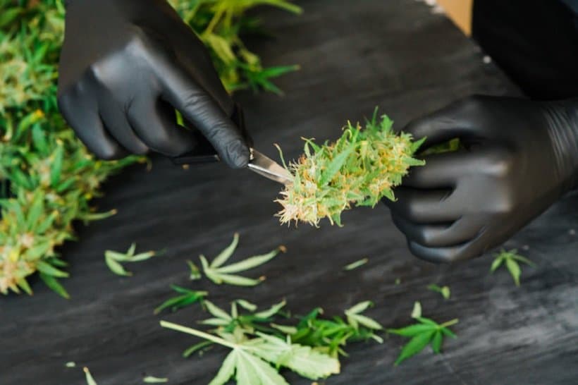 black gloves trimming weed, cannabis trimmer