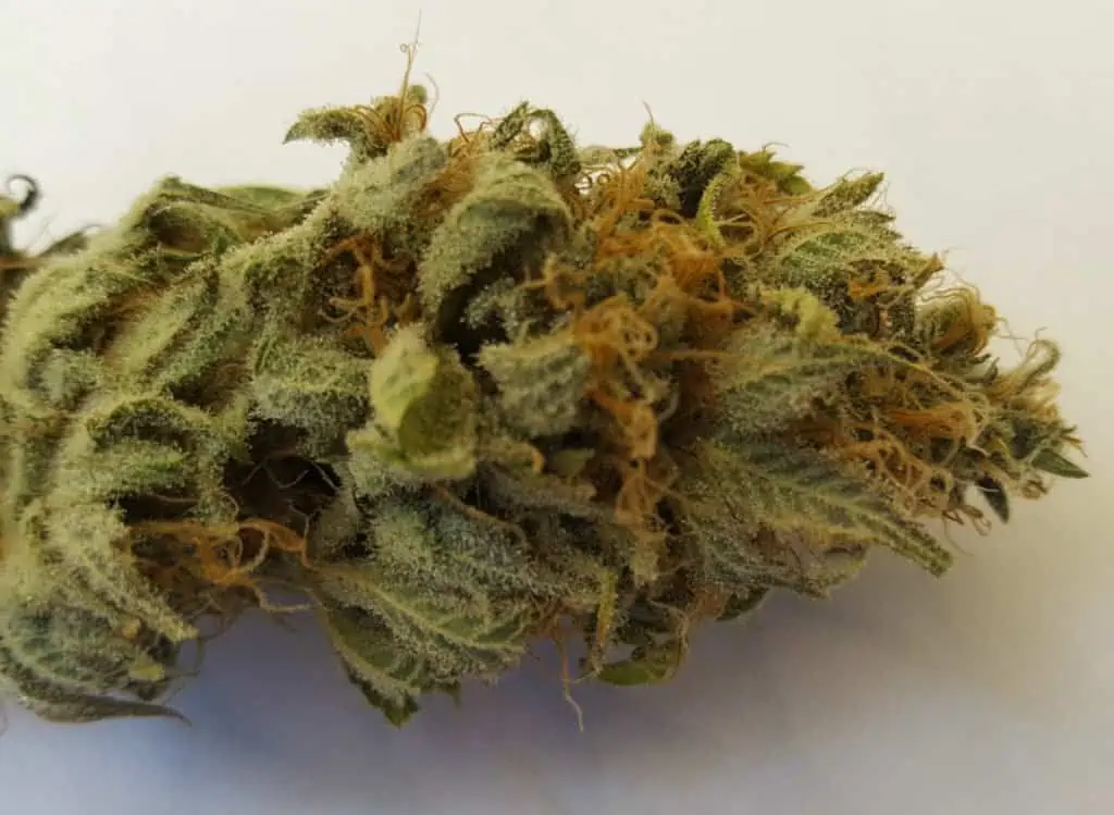 Marijuana bud, LA confidential Strain