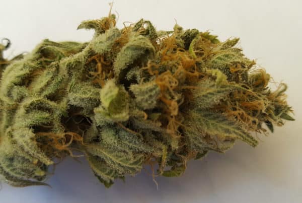 Marijuana strain LA Confidential. Marijuana bud