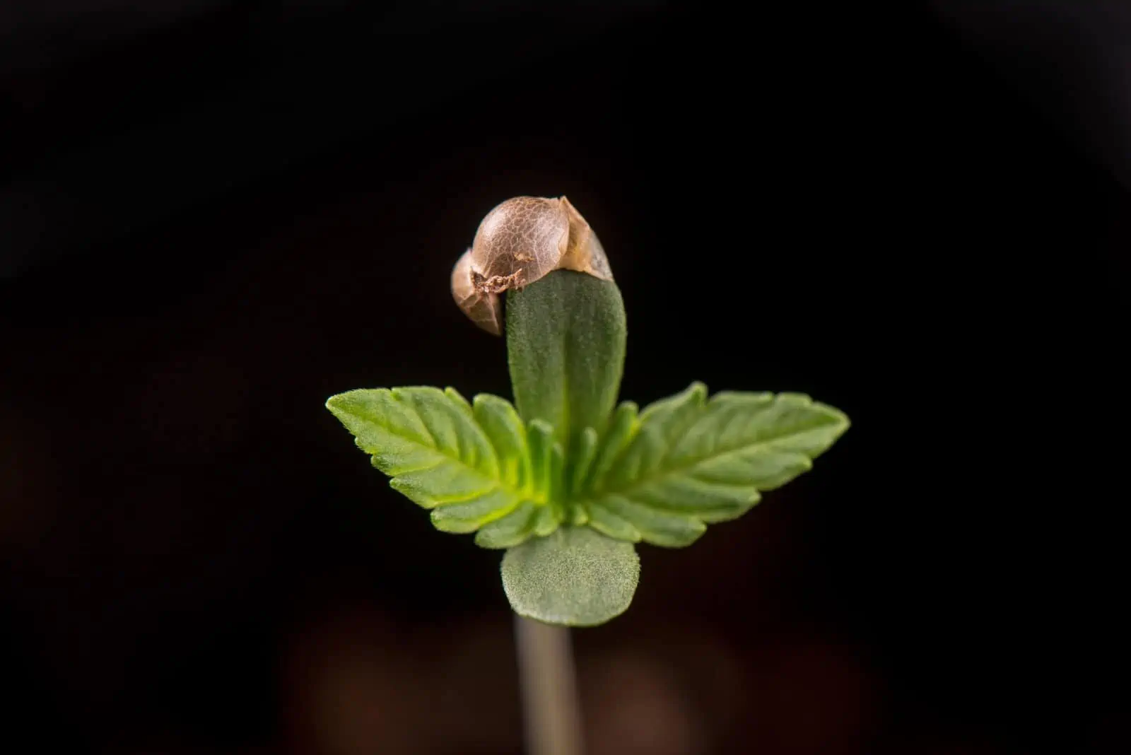 Where To Start: Cannabis Seeds or Cannabis Clones?