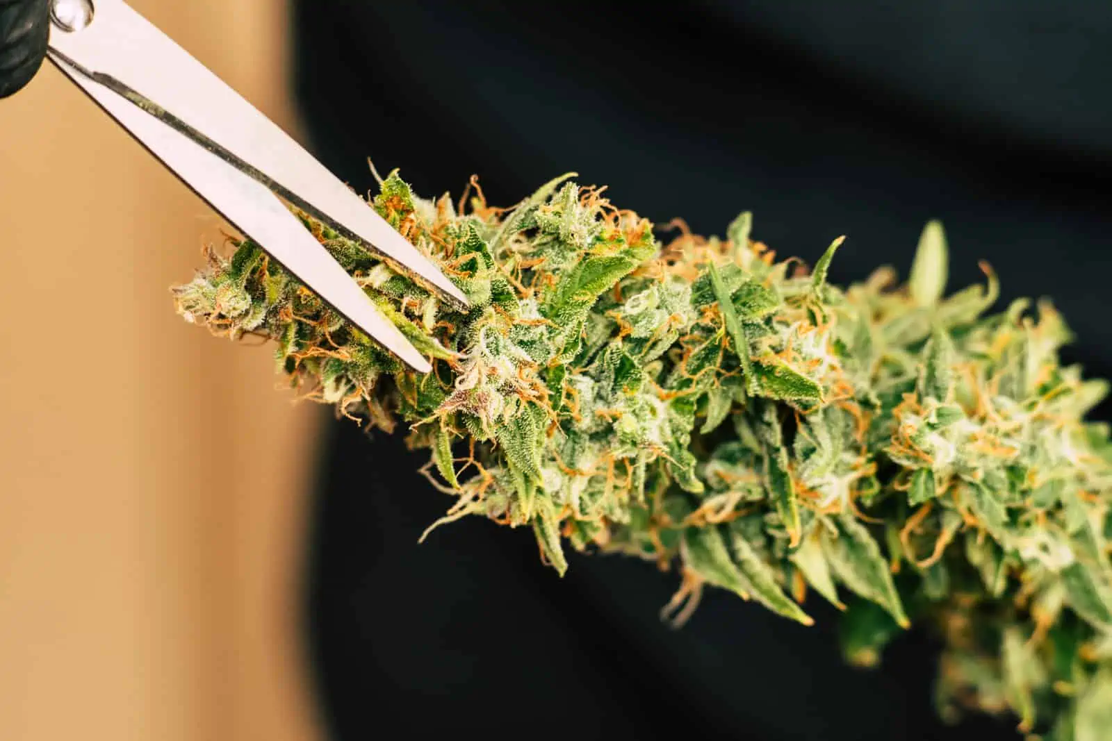 Here’s What Working As A Cannabis Trimmer Is Really Like