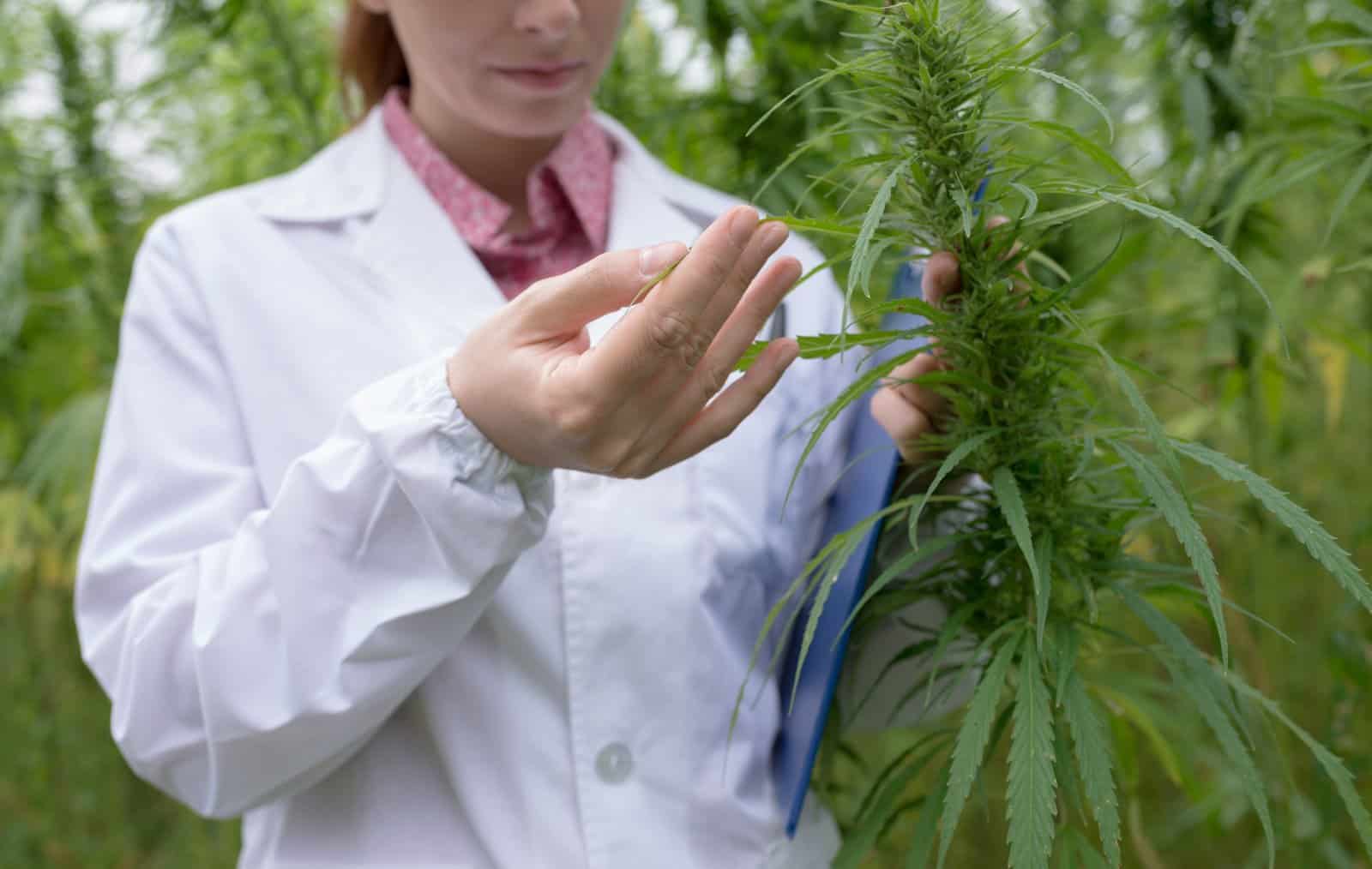 How to Test The Potency of Your Cannabis