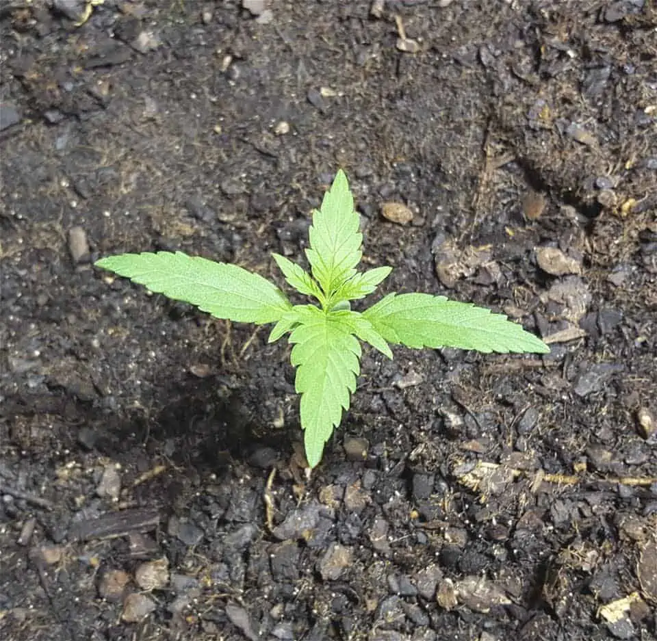 Cannabis Cultivation 101