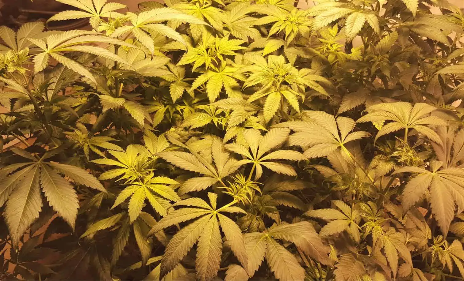 Cannabis Cultivation 101: Lighting