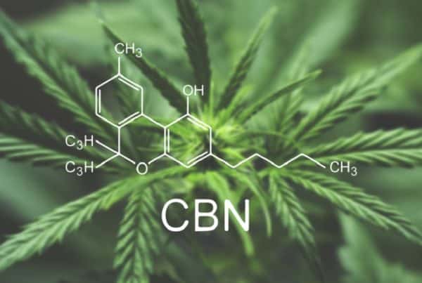 cannabis plant with CBN compound, CBN vs CBD