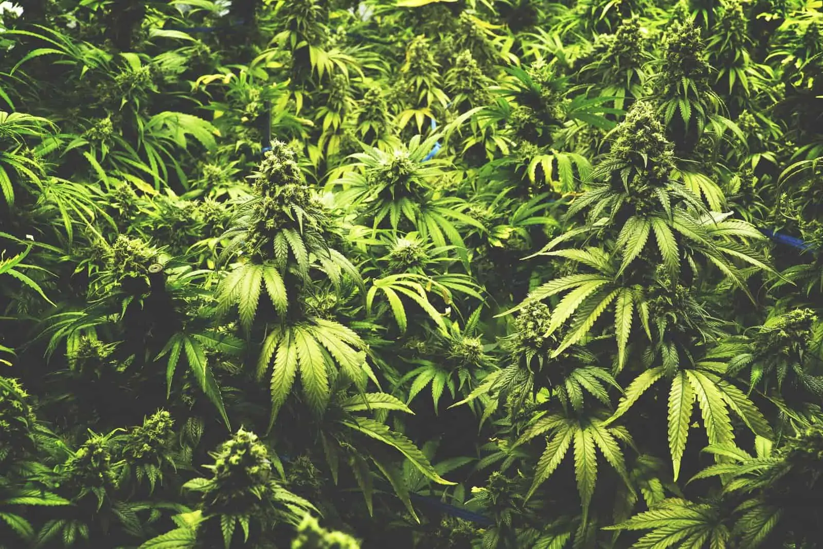 How To Grow Marijuana For Your Personal Use. Field of cannabis plants. 