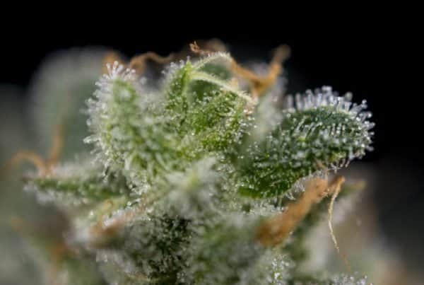 Features of the Cherry OG Cannabis Strain. Closeup of a cannabis leaf.