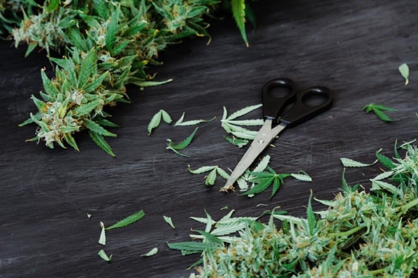 Regenerative Cannabis Farming Practices. Scissors with marijuana leaves.
