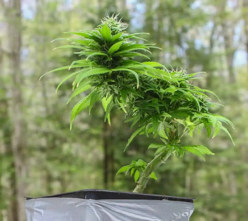 Is Growing a Cannabis Bonsai Tree Possible?