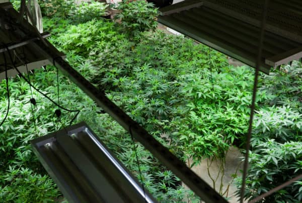 cannabis plants under lights, legal cannabis grower