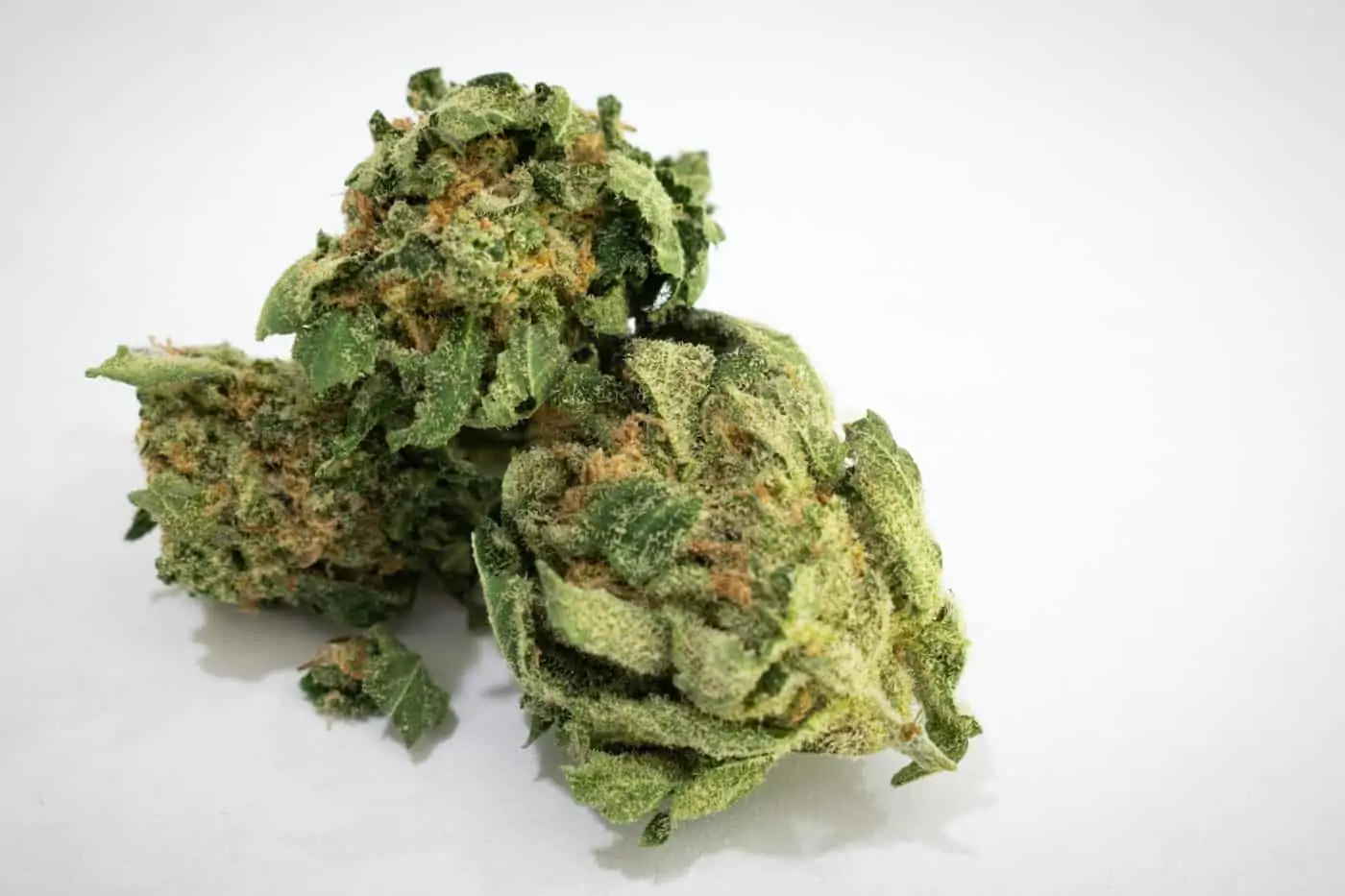 Ghost Train Haze Weed Strain Review & Information