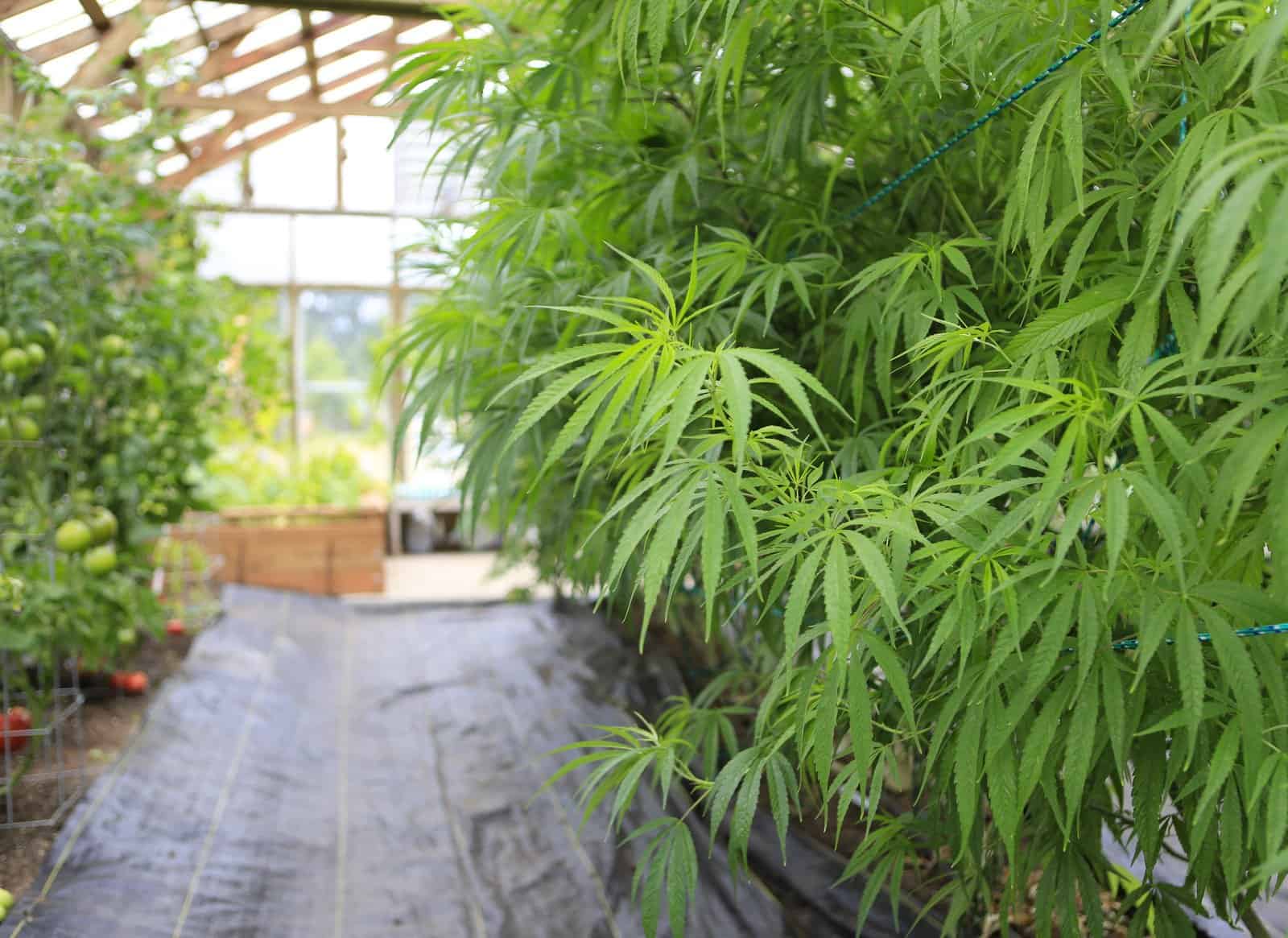 Grow marijuana indoors without lights