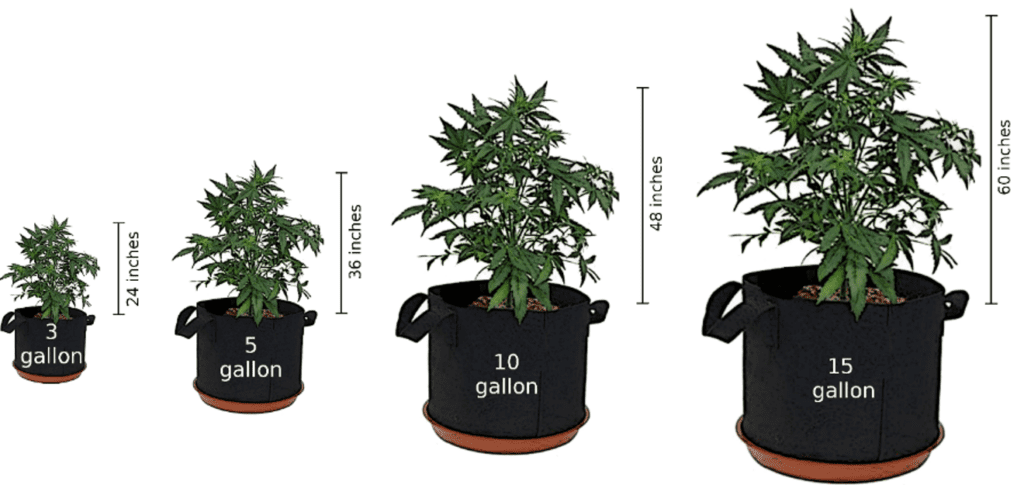 What size pot to grow cannabis