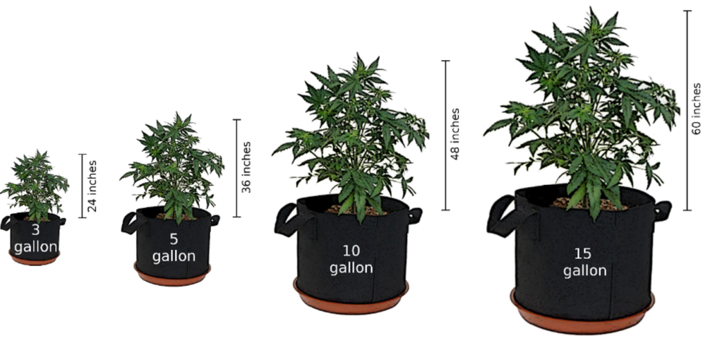 Cannabis pot size